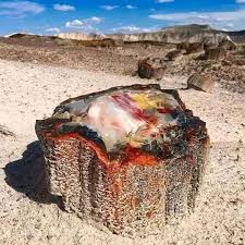 225 million years old tree fossil