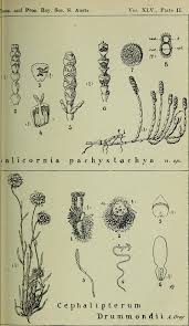 Image result for Salicornia pachystachya