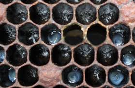 Well, actually it is anything to do with bees for children (of all ages) including anyone just hankering for a bit of cute bee stuff. What Do Baby Bees Look Like Quora