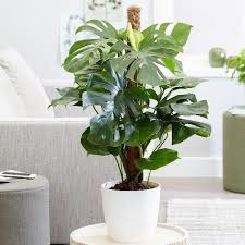 Monstera deliciosa care is easier than you think! Monstera Deliciosa Plant A K A Swiss Cheese Plant Plantingtree