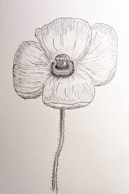 The drawing also includes a bud with the red star. How To Draw A Poppy Step By Step Poppies Drawings Poppy Flower