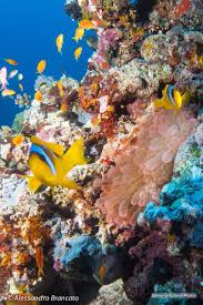 the beauty of diving in the red sea in port sudan جمال الغوص في البحر الأحمر في بورتسودان by alessandro brancato sudan original artwork artwork fish pet