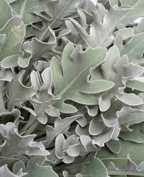 Image result for Centaurea ragusina