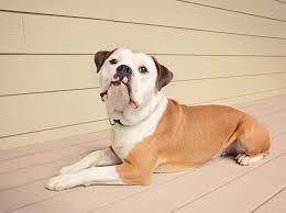 It will become an integral part of your 10 years old and 105 pounds. Olde English Bulldogge Portrait Der Hunderasse