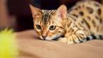 The 25 Most Popular Cat Breeds In The World ... - CatTime