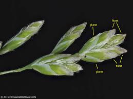 Image result for Poa