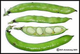 Image result for Fabaceae subfamily Papilionoideae