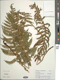 Image result for Polystichum sinense