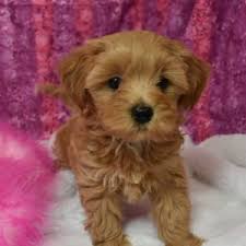 Your puppy is waiting for you! Havapoo Puppies For Sale Ny