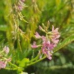 Image result for Astragalus atropilosulus