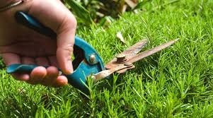 Image result for rosemary pruning