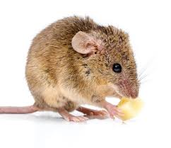 house mouse mus musculus eating cheese close view of a tiny house mouse mus sponsored musculus eating mus hou house mouse eat creative photoshop