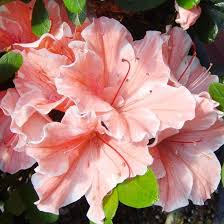 New Trees And Shrubs For 2013 Reblooming Flowers Azalea Shrub Beautiful Flowers