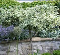 Image result for Euonymus fortunei