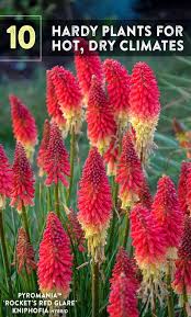 A wide variety of drought resistant plants options are available to you, such as desktop, floor. 49 Drought Tolerant Plants Ideas In 2021 Drought Tolerant Plants Plants Flowering Shrubs