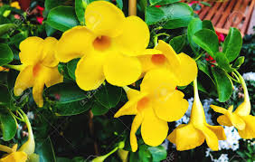 Image result for dipladenie žlutá obrázek