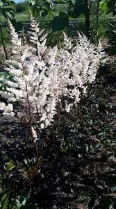 Astilbe Bronzelaub Ausros Daugiametes Geles Holiday Decor Astilbe Outdoor