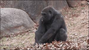 Wifflegif has the awesome gifs on the internets. Gorillas Cousin Of The Tasmanian Devil Animal Gifs Gifs Funny Animals Funny Gifs