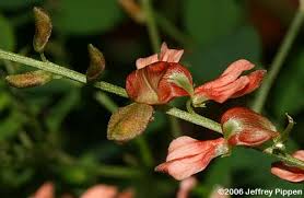Image result for Indigofera charlieriana
