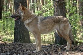 Pin On Wolf