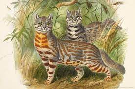 Photo taken in peru but photographer unknown. Natural History Museum On Twitter The Pampas Cat Leopardus Colocola Is Also Known As The Pantanal Cat And The Colocolo In Some Parts Of Its Native South America Internationalcatday Https T Co Lfupieb1xs