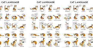 feline mysteries solved with cat body language chart cats