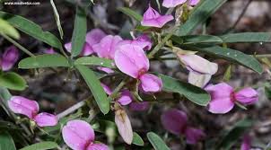 Image result for Galactia