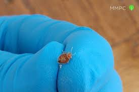 Getting Rid Of Bed Bugs: Trickier Than Ever | Knowable Magazine