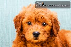 American labradoodles originated this breed in 1995 in north america. Australian Labradoodle Puppies For Sale Are Available In This Dog Shop House At The Affordable Price By Labradoodle Planet Medium
