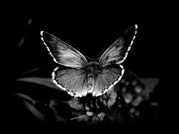 Black And White Butterfly Wallpapers Top Free Black And White Butterfly Backgrounds Wallpaperaccess The list is by no means complete, so if you cannot find a particular aesthetic on this list, feel free to write a short article and add it here. black and white butterfly wallpapers