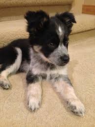 Border Collie Blue Heeler Mix This Little Guy Is So Adorable If I Were Ever To Get A Dog Cute Dogs Cute Animals Collie Sniper, 6 month old border collie x australian cattle dog i adopted in the summer. border collie blue heeler mix this