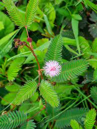 Close Up Flower Of Sensitive Plant Sleepy Plant Or The Touch Me Not Stock Photo Picture And Royalty Free Image Image 105472160