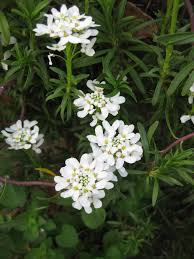 Pin On Iberis Candytuft