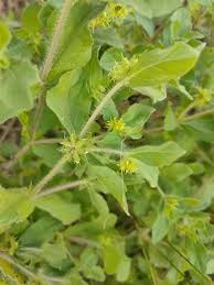 Image result for Acanthospermum