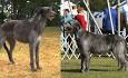 Scottish Deerhound - Wikipedia