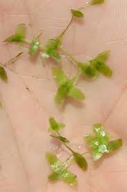 Image result for Lemna