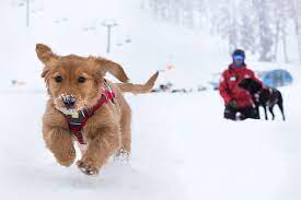 We are a nonprofit 501(c)(3), 100% volunteer based organization, in denver, colorado. Shasta The Avalanche Rescue Dog In Training On Mount Bachelor Oregonlive Com