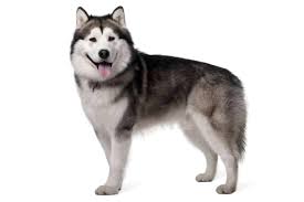 It was a very fast and furry month for us and our malamute taiga: Alaskan Malamute Charakter Ernahrung Pflege
