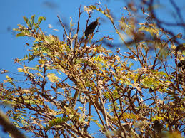 Image result for Brachystegia glaucescens