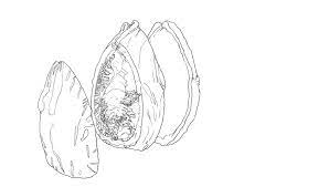 I'm a designer, creator, inventor. Artstation Xenomorph S Egg In Pieces Alexander Orobei