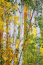 Birch Trees In Colorado Polychromasia Photo Tree Beautiful Nature Aspen Trees