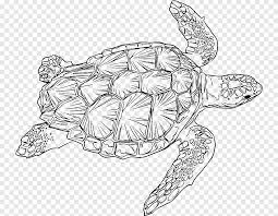 Gambar kura kura hitam putih untuk kolase. Penyu Tempayan Penyu Hijau Penyu Png Pngegg