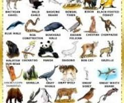 Endangered Species Worksheet