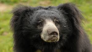 Called Wahala In Sinhalese And Karadi In Tamil Both Meaning Bear In English The Beautiful Sri Lankan Sloth Bear Is Highly Thr Sloth Bear Melursus Bear