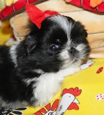 They were taken to queen victoria, and from those 5, the pekingese descended. Toy And Sleeve Pekingese Pekingese Puppies For Sale Pekingese Breeder My Website Terry Lee Akc English Bull Dog Puppies For Sale