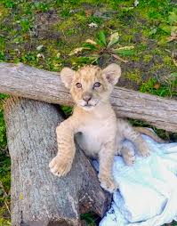 Gallery wrap canvas, framed fine art prints, framed canvas art The Detroit Zoo Has A New Lion Cub And Her Name Is Binti