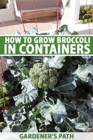 They are tolerant of some dry conditions but best head formation occurs when they are consistently moist. How To Grow Broccoli In Containers Gardener S Path