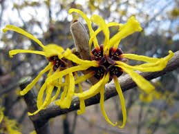 Image result for Hamamelis mollisi