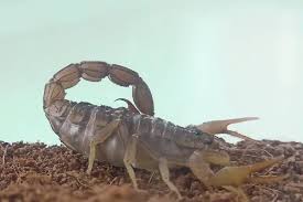 Image result for Polygala hottentotta