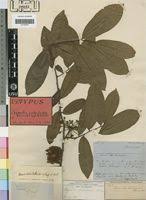 Image result for Uvaria welwitschii